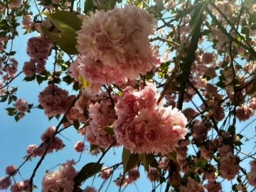 Sakura nie zawiodła. Pięknie kwitnąca wiśnia na terenie muzeum