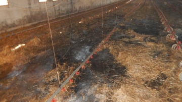 Borysławice Zamkowe. W pożarze kurnika zginęło 7 tysięcy piskląt