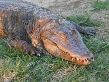 krokodyl 1 (Small)