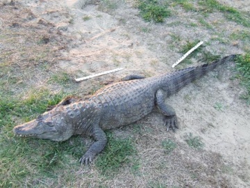krokodyl 3 (Small)
