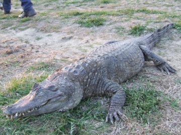 krokodyl 4 (Small)