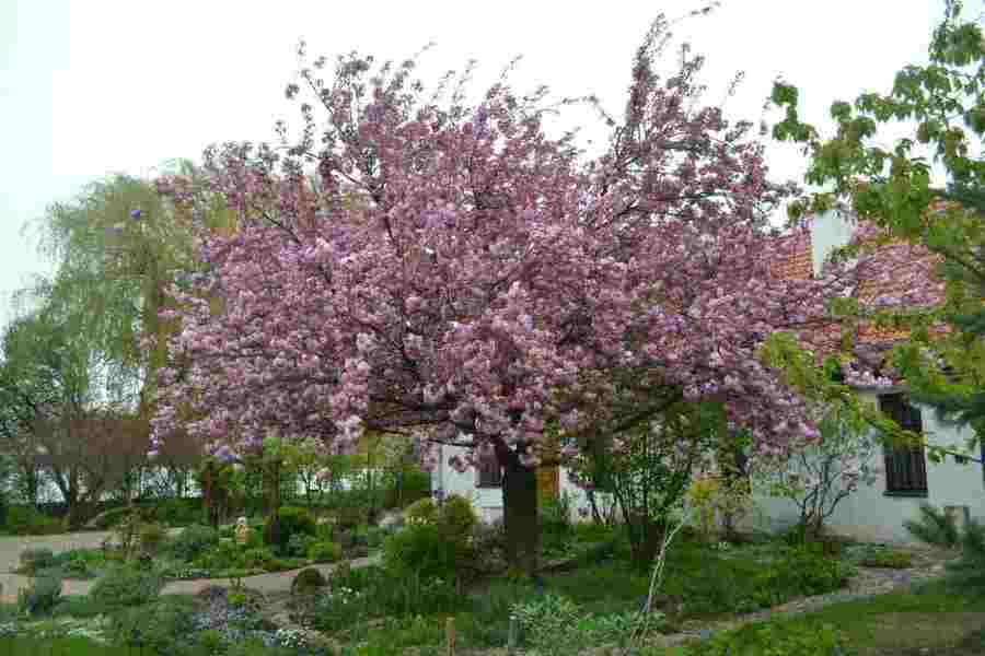 Japońskie wiśnie kwitną przy Muzeum Okręgowym w Koninie Â 