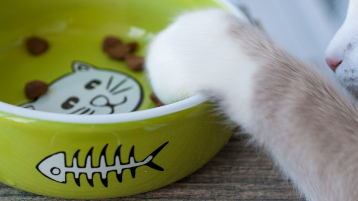 Masz kota? Sprawdź jaka karma dla kota jest dla niego lepsza: sucha czy mokra?