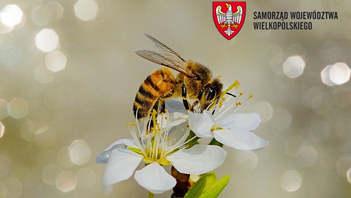 Samorząd województwa wielkopolskiego pamięta o pszczołach