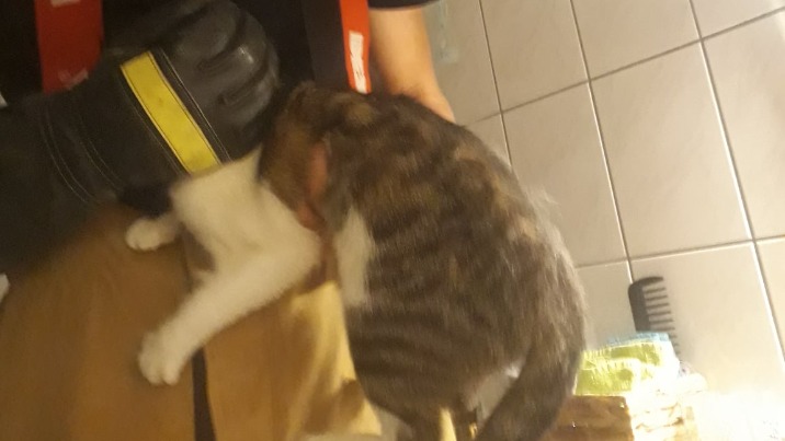 Strażacy uratowali kota uwięzionego w przewodzie wentylacyjnym