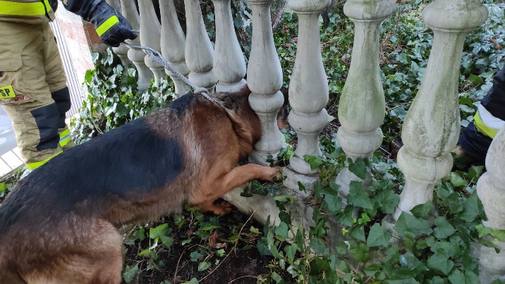 Konin. Pies utknął w ogrodzeniu. Zwierzęciu pomogli strażacy